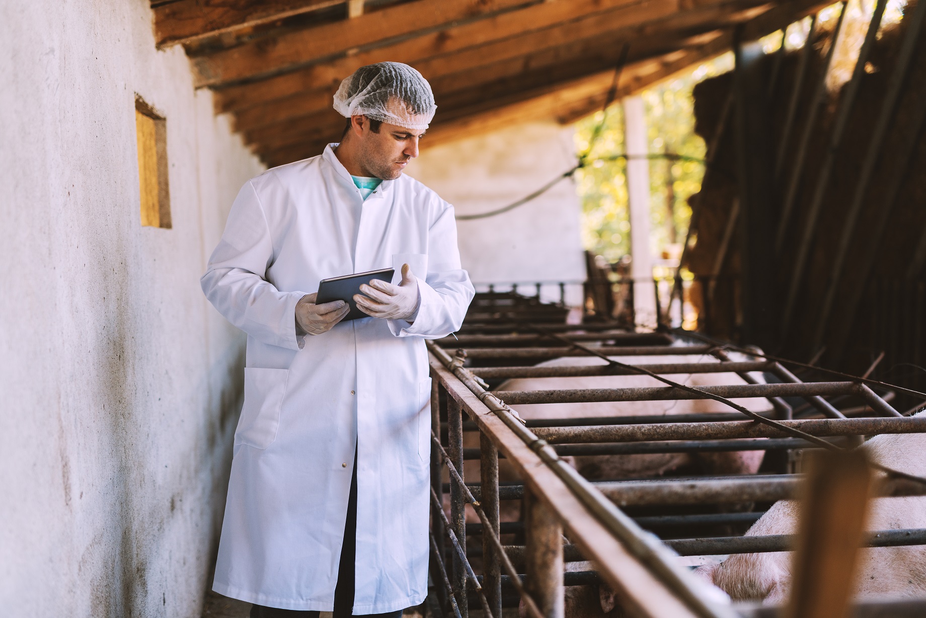 Novas regras para inspeção de produtos de origem animal